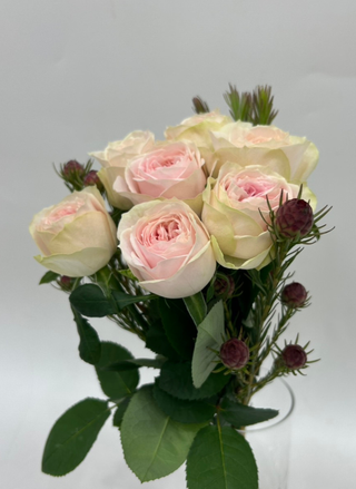 1月13日(火)〜1月19日(月)お届け【バレリーナサマーハウス】