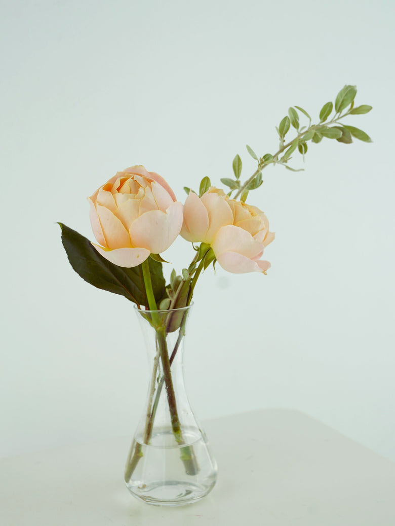 2月3日(火)～2月9日(月)お届け【アプリコットファンデーション】