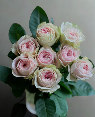 11月18日(火)〜11月24日(月)お届け【バレリーナサマーハウス】