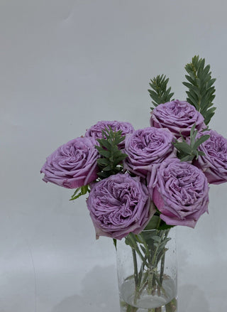 2月24日(火)～3月2日(月)【ドルチェット】