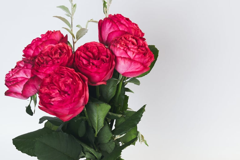 8月2日（火）〜8月8日（月）にお届けの定期便