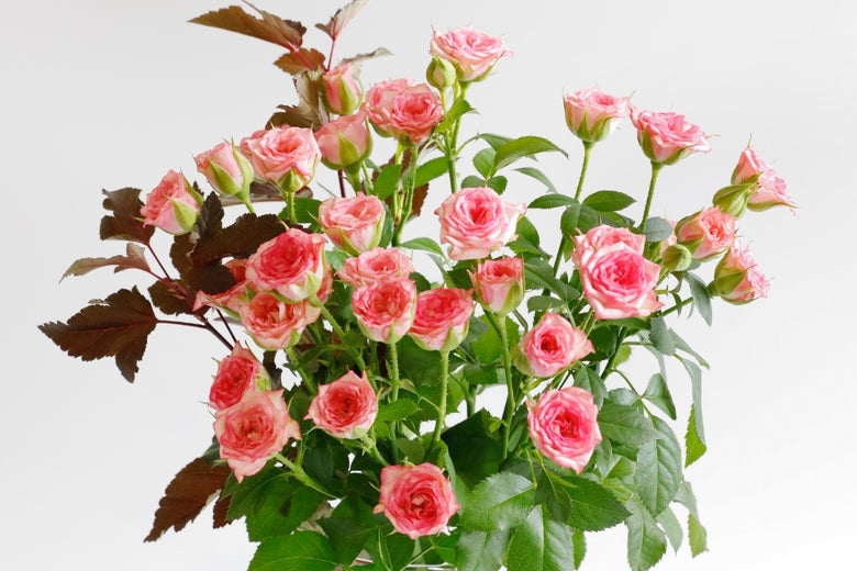 8月 30日（火）〜9月5日（月）にお届けの定期便