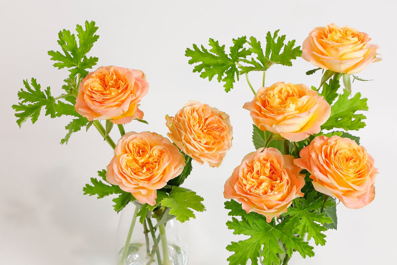 5月16日(火)〜6月12日(月)にお届けの定期便