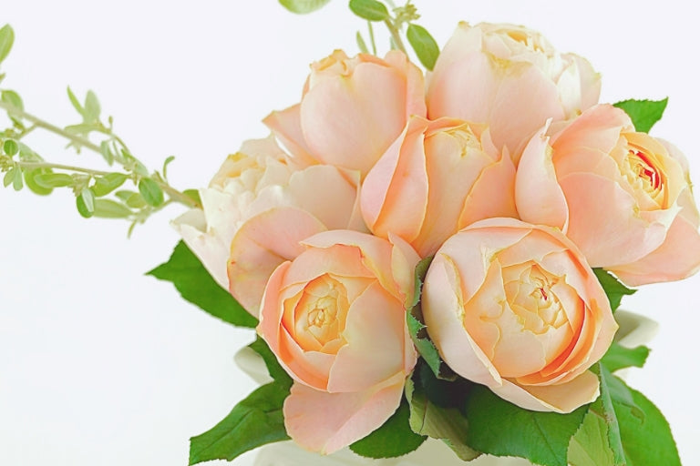 10月31日(火)〜12月4日(月)にお届け