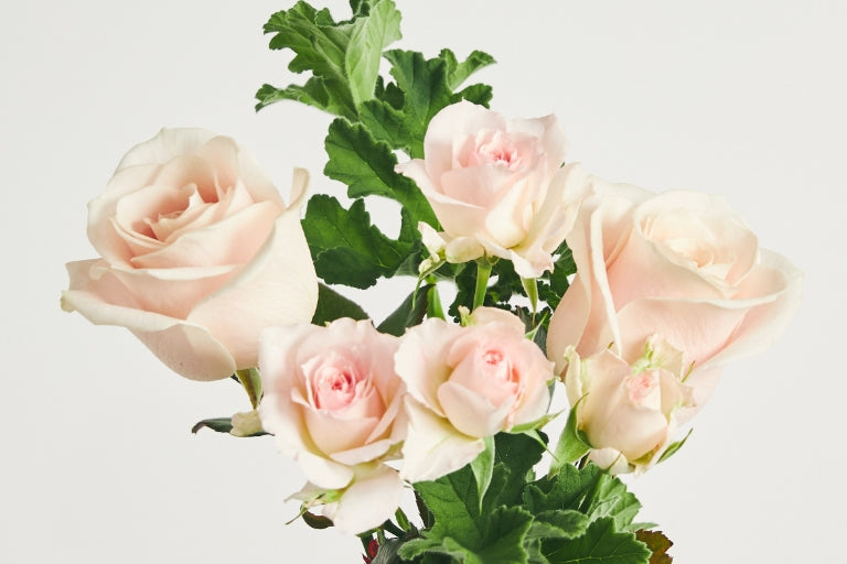 1月9日(火)〜2月5日(月)お届け