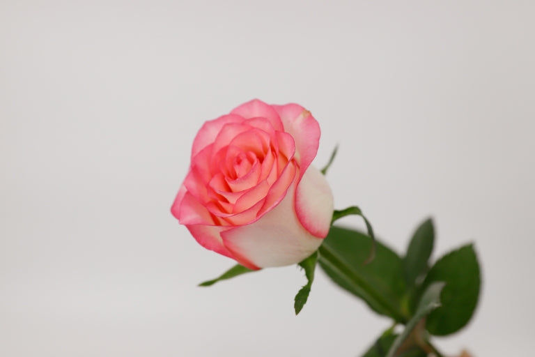 7月8日(火)〜8月5日(月)にお届け