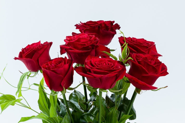 8月5日(火)〜9月1日(月)にお届け