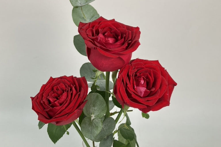 9月2日(火)〜10月6日(月)にお届け